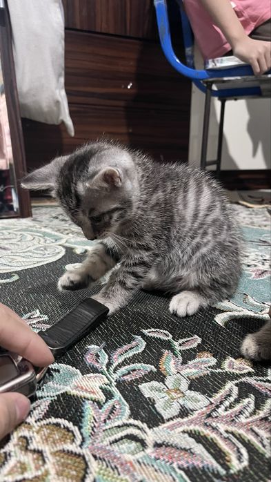 Мысықтар сатылады