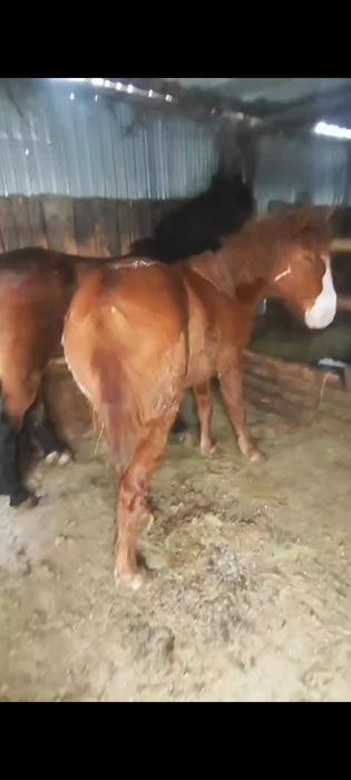 Екі байтал сатылымда