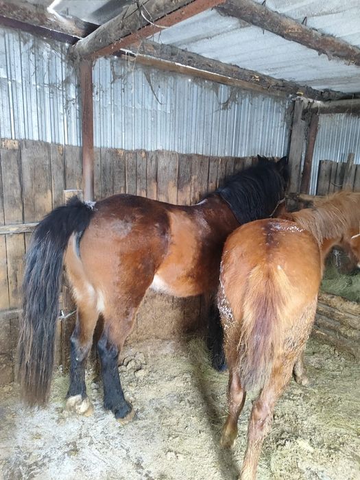 Баитал 5жасар, 3жасар