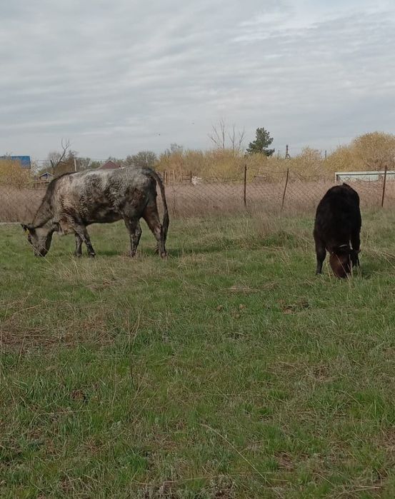 Корова с теленкам продам