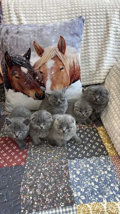 Котета Шотландски Фолд и Котета Британка  Късокосместа