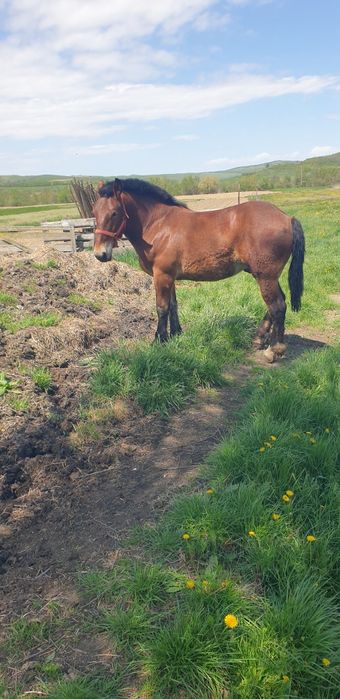 Mânz de vânzare de 1 an