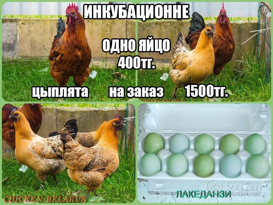 Инкубационное яйцо цыплята Лакеданзи