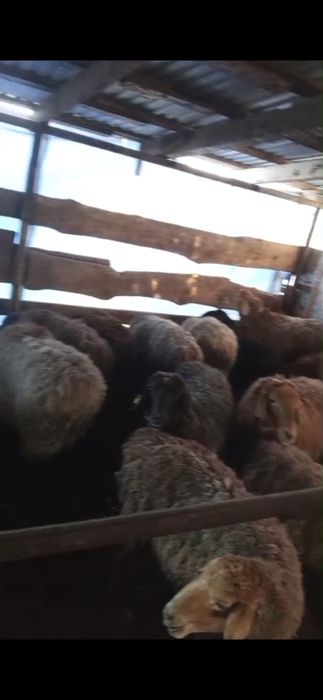 Қойлар сатылымда