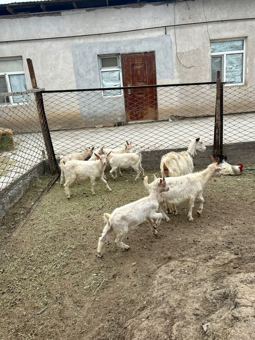 Занен пародалы лақтар сатылады