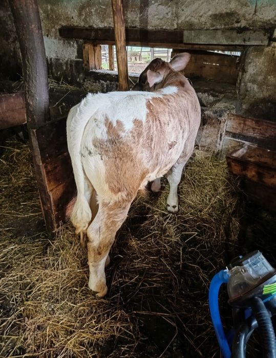 Vând vițel de 7 săptămâni