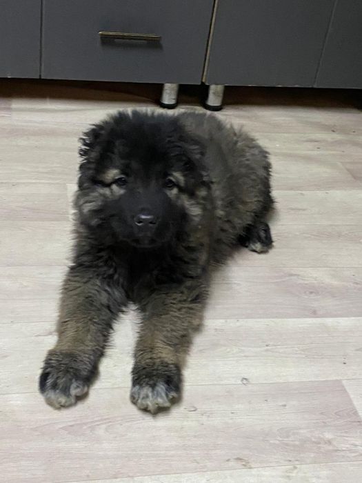 Продам щенка ковказца