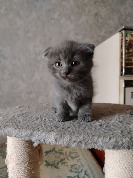 Котята Скоттиш фолд