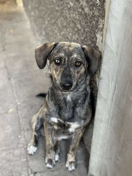 Куче 2 момичета и момче