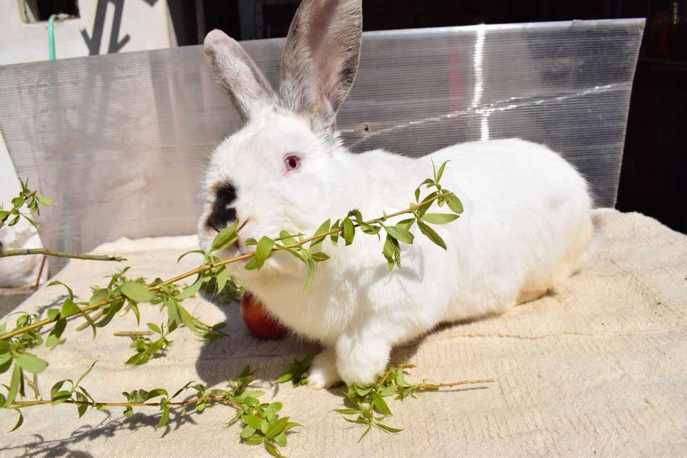 Продавам мъжки и женски зайци за разплод