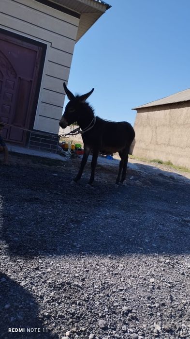 ИШАК  осел  шымкент