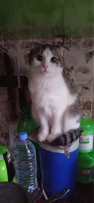 Красивая кошка кошечка вислоухая