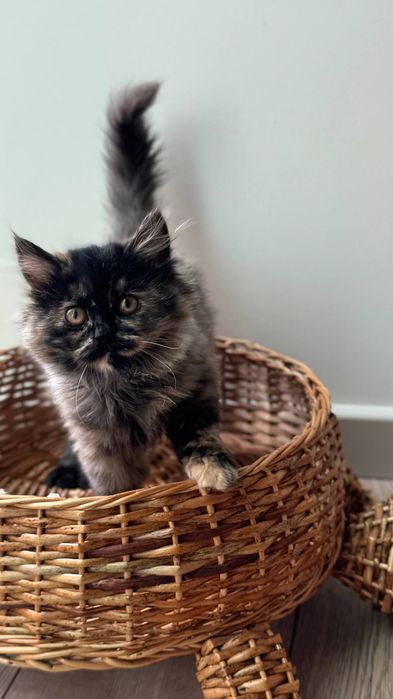 Котенок девочка Ташкент