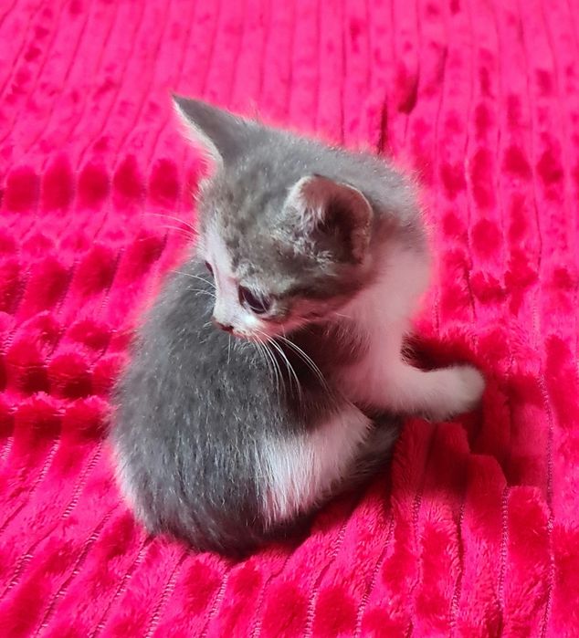 Отдам котят 2 месяца