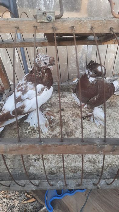 Голуби двухчубые молодые