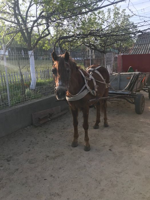 Căruță și cal de vanzare