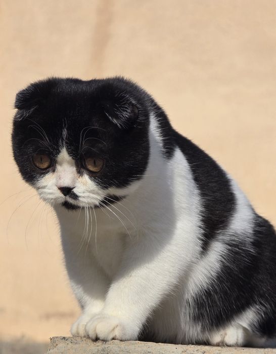 Fol toza parodali mushukcha