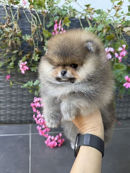 Pomeranian fetita cu pedigree FCI