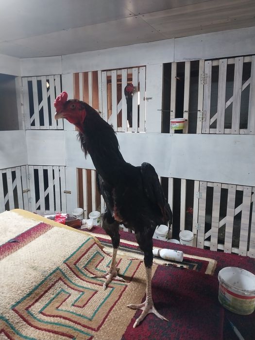 Продам дакана китаи шамо микс