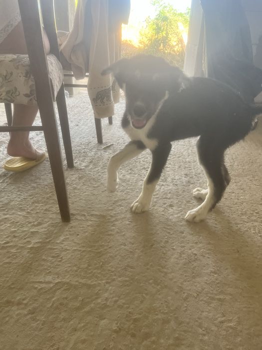 Donez spre adoptie pui de husky siberian. Somova, Tulcea.