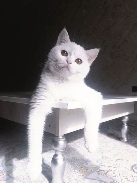 Sotiladi mushuk zotli toza sog'lom mushuk