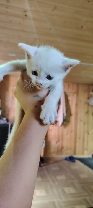 Отдам котят в добрые руки .