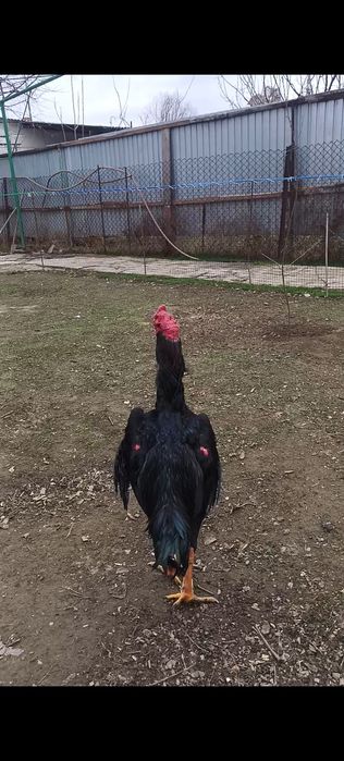 Дакан бойцовый петух