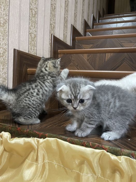 Скоттиш фолд-страйт