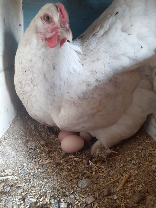 Инкубацыонные яйца.Кур.