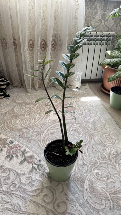 Комнатные растения