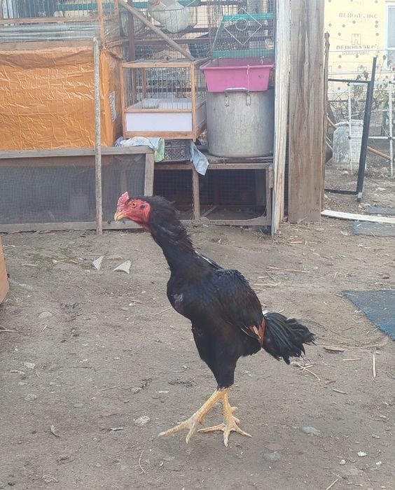 Продам петушка дакан