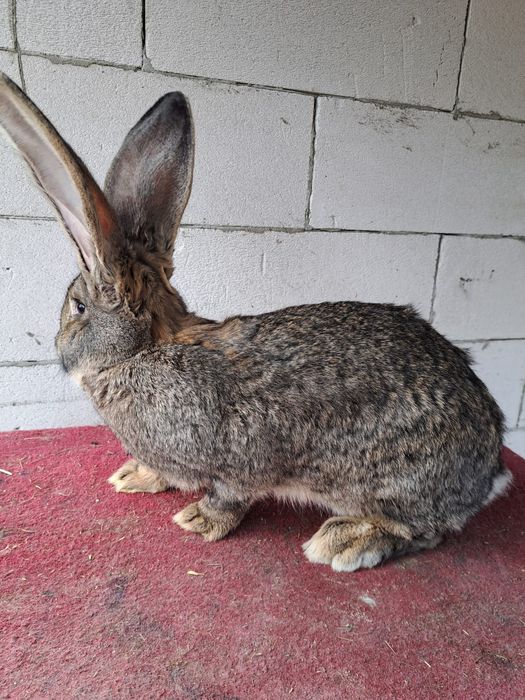 Femela uriaș german gri