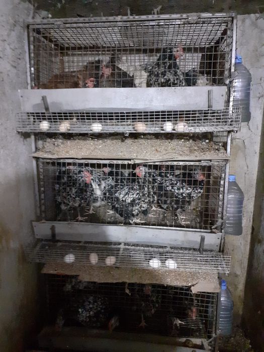 Продам клетки для кур.