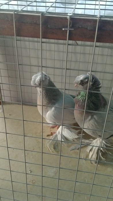 Голуби двухчубые