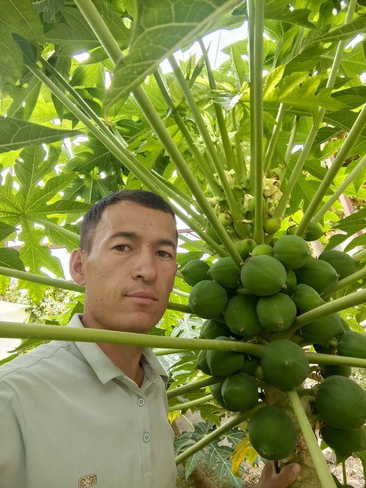 Karalivski banan Qizil banan Karlik pakana papaya koʻchatlari OPTOM