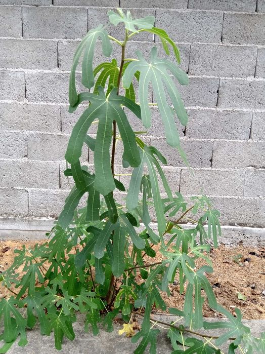 Цезалпиния (Жълта Райска Птица), Смокини в кофичка.