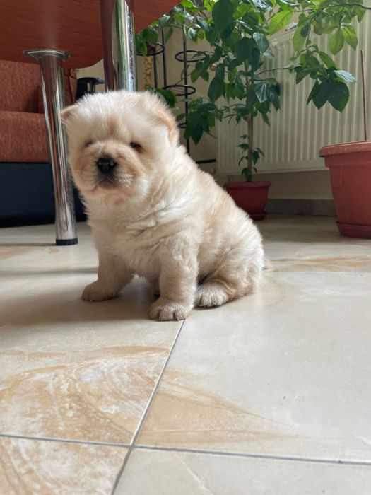 Чау чау мъжко бебе