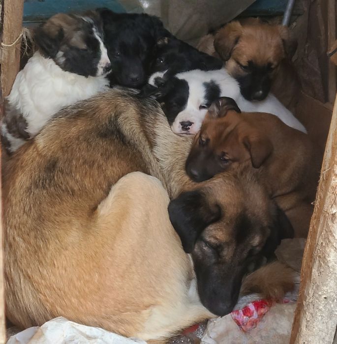 Щенки бесплатно  в добрые руки