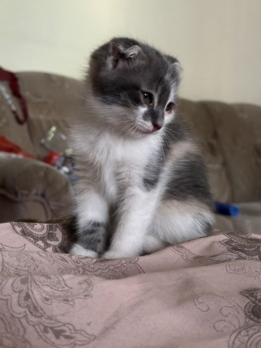 Вислоухий котенок