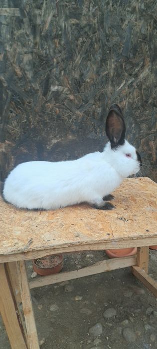 Vând o pereche de Uriaș de Transilvania