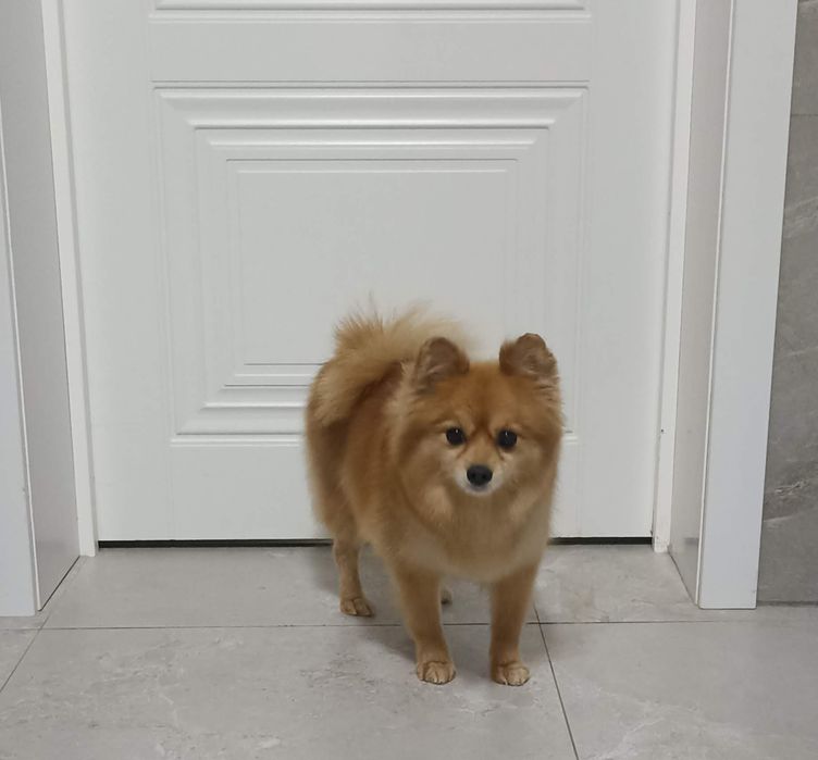 Груминг собак и кошек