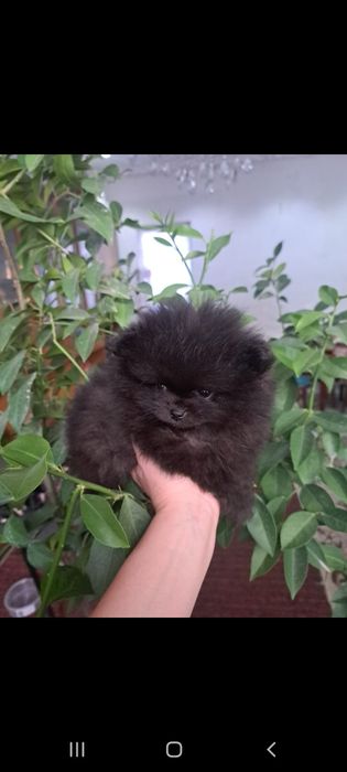 Продам щенков шпица