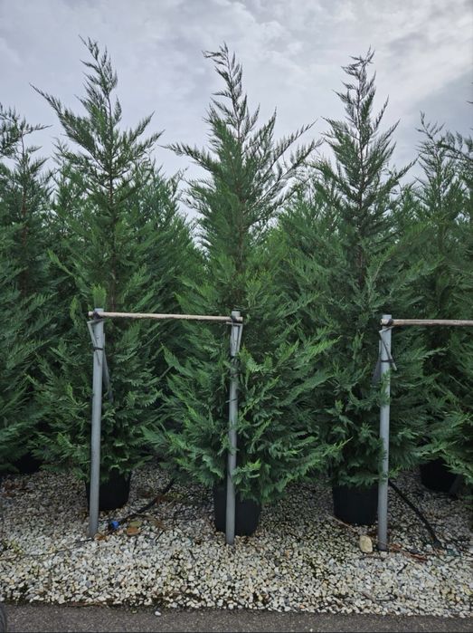 Oferta tuia leylandii