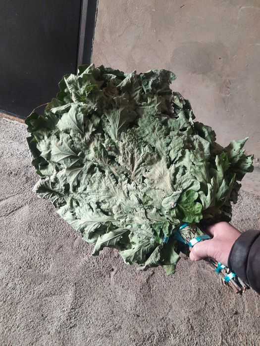 Продам дубовые веники