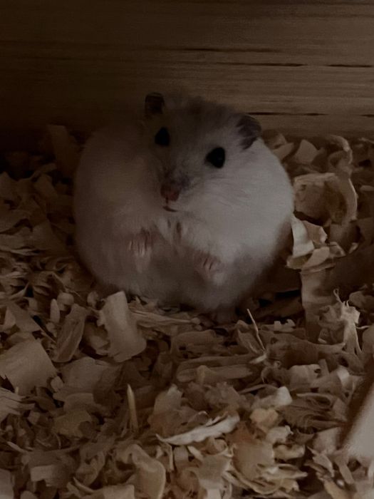 Коробка с хомяками