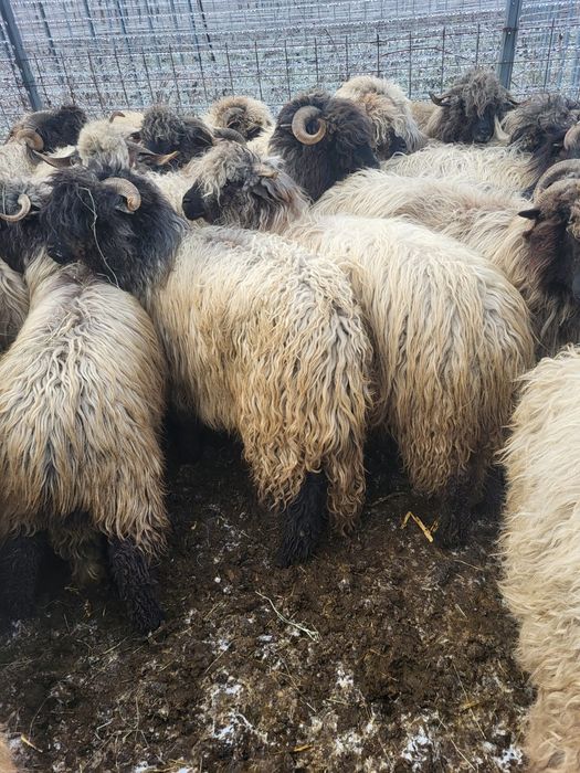 Oi bucalăi de vânzare