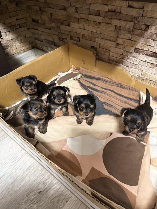 Мини Йоркширски териер