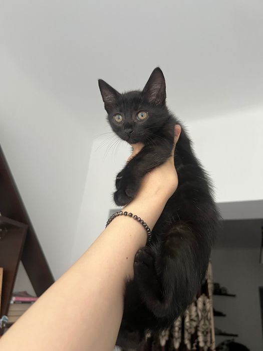 Adopție motănel