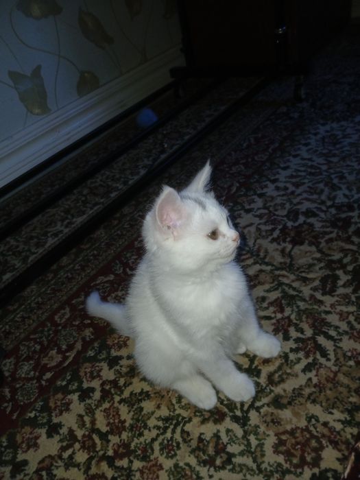 Skotish strayt 2 oylik