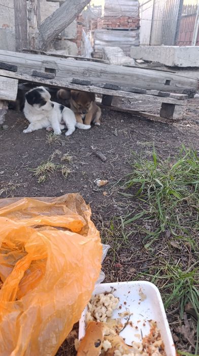 Щенки дворяне бесплатно